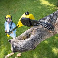 Best Hazardous Tree Removal  in Rushville, IN