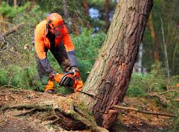 Best Tree Preservation Services  in Rushville, IN