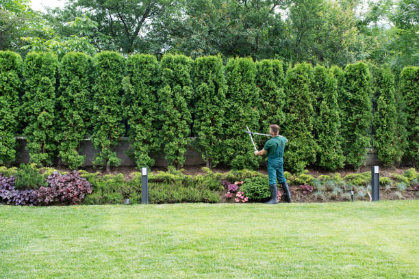 Best Lawn Renovation and Restoration  in Rushville, IN