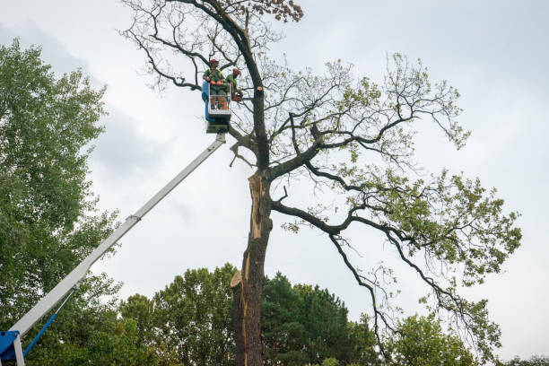  Rushville, IN Tree Removal Pros