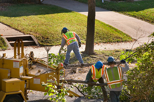 How Our Tree Care Process Works  in  Rushville, IN