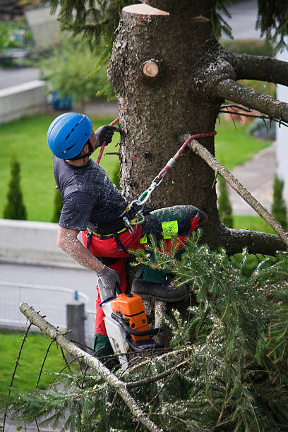 Best Tree Removal  in Rushville, IN