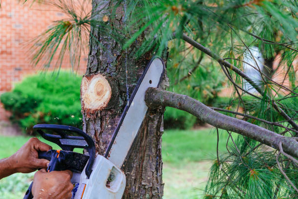 Rushville, IN Tree Removal Company